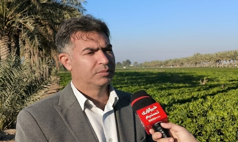 آغاز برداشت محصولات صیفی و سبزیجات از مزارع بوشهر