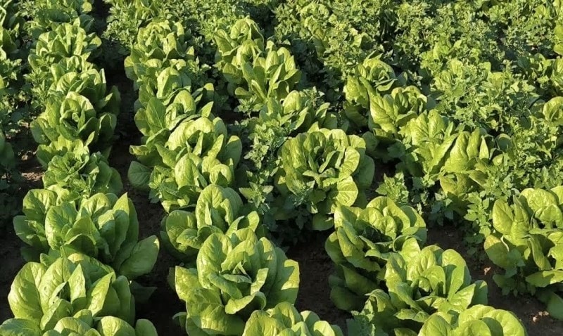 آغاز برداشت محصولات صیفی و سبزیجات از مزارع بوشهر