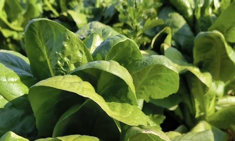 آغاز برداشت محصولات صیفی و سبزیجات از مزارع بوشهر