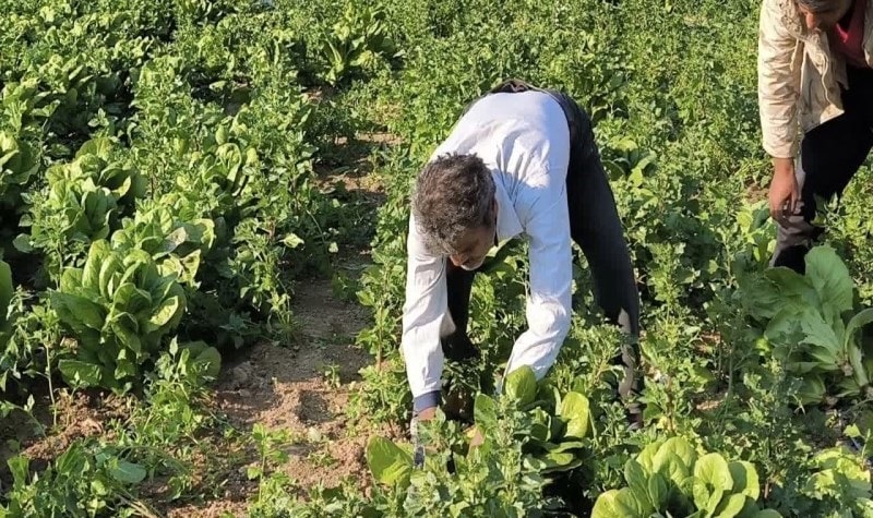 آغاز برداشت محصولات صیفی و سبزیجات از مزارع بوشهر