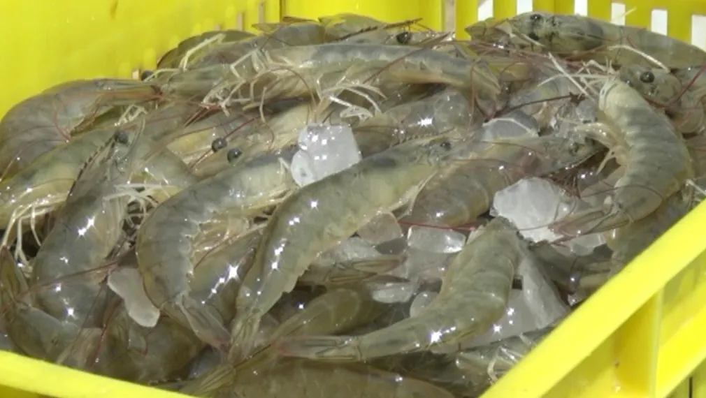 برداشت بیش‌از ۱۸ هزار تن میگوی پرورشی